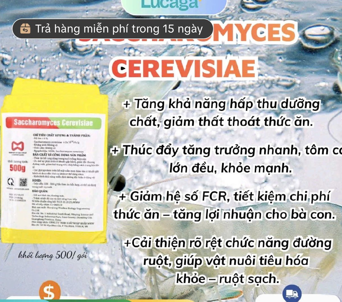 Công dụng nấm men cho tôm: tăng hấp thu, giảm FCR, đường ruột khỏe